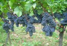 Modro frankinjo želijo uveljaviti kot značilno žametno vino Posavja