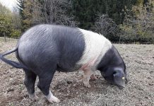Edinstvenega krškopoljskega prašiča bodo reševali z evropskim denarjem