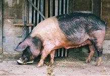 Krškopoljec v hudem spopadu premagal kopuna