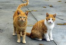 Občina Brežice sofinancira sterilizacijo lastniških mačk
