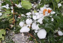 Sevnica: Začeli so se postopki za popis in ocenjevanje škode po toči na predzadnji avgustovski dan