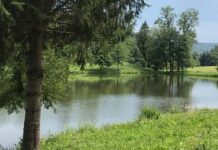 Bobri v krmeljskem ribniku se množijo in povzročajo škodo