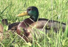 Ob Sotli največ rac mlakaric, sledi kormoran