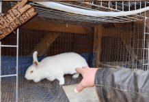 Šentjernej: Vlomil v zajčnik in ukradel 11 zajcev