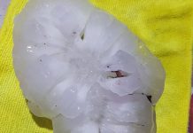 Nov rekord! Kilogram težka toča! Neverjetno …