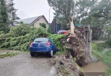 V Velikem Mraševem padlo drevo na avto med vožnjo