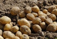 Kraja krompirja na Krškem polju v polnem zamahu. Čez vikend spet ukradli 300 kg