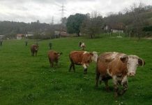Možganovim iz Krškega inšpekcija odvzela krave. Sodelovala naj bi borka za pravico živali