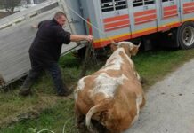 Odvzem govedi pri Možganovih: Ministrstvo ugotovilo, da je veterinarska inšpektorica v postopku zagrešila hude kršitve