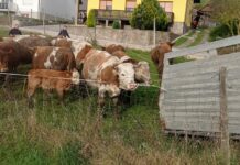 NEVERJETNO! Možganovim najprej odvzeli krave, zdaj hoče inšpektorica še OSLA!