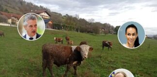 Je šlo pri odvzemu krav družini Možgan iz Krškega za dogovorjeno akcijo s politiko?