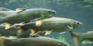 Gadova peč: Neznanec ukradel okoli 30 kg postrvi