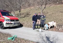 Nenavadna akcija gasilcev, iskali so telička