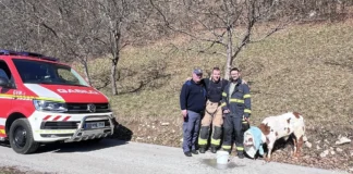 Nenavadna akcija gasilcev, iskali so telička
